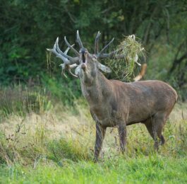 brame du cerf foret de bercé