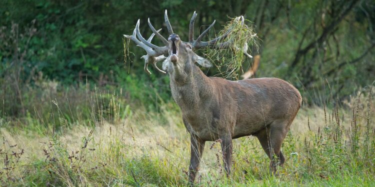 brame du cerf foret de bercé
