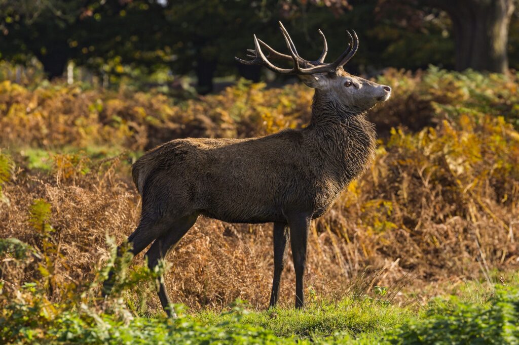 cerf foret de bercé